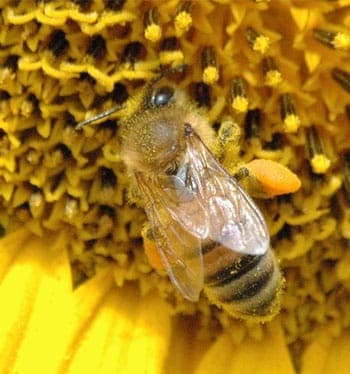 A fuzzy honey bee on a sunflower, with pollen on its leg