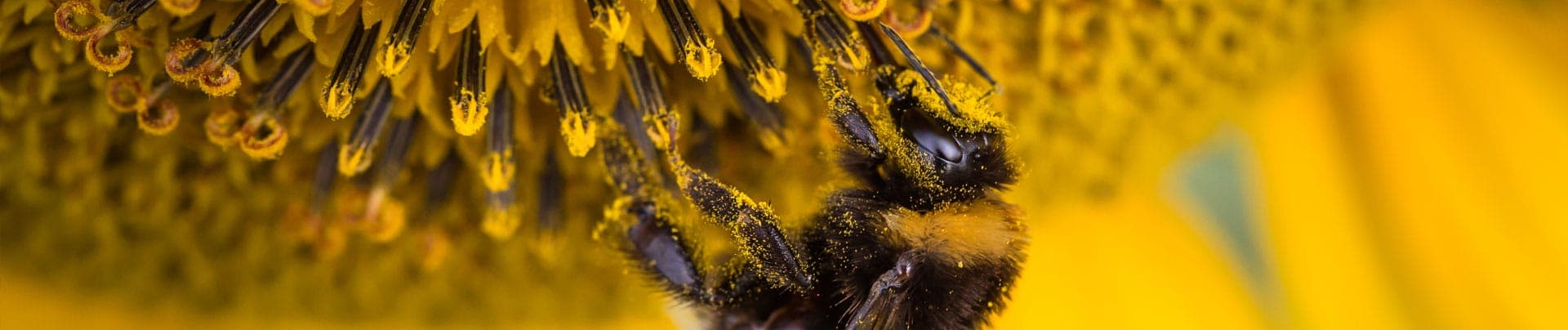A bumblebee on a golden sunflower