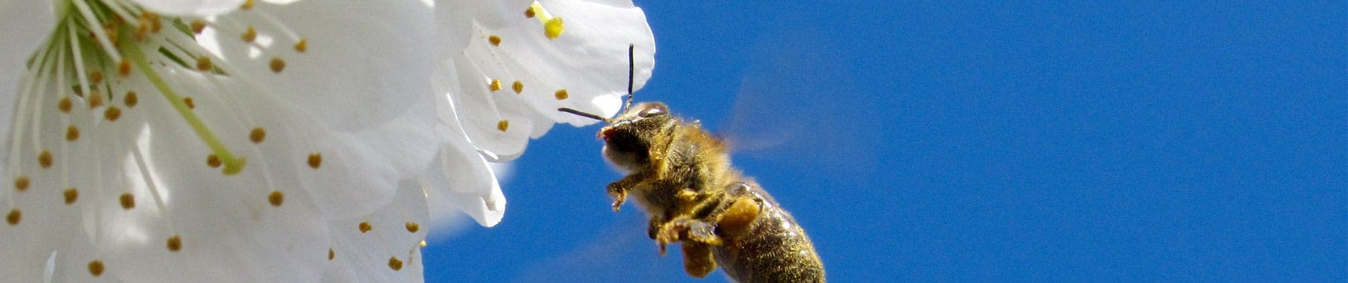 A honeybee carrying pollen flies to a white blossom