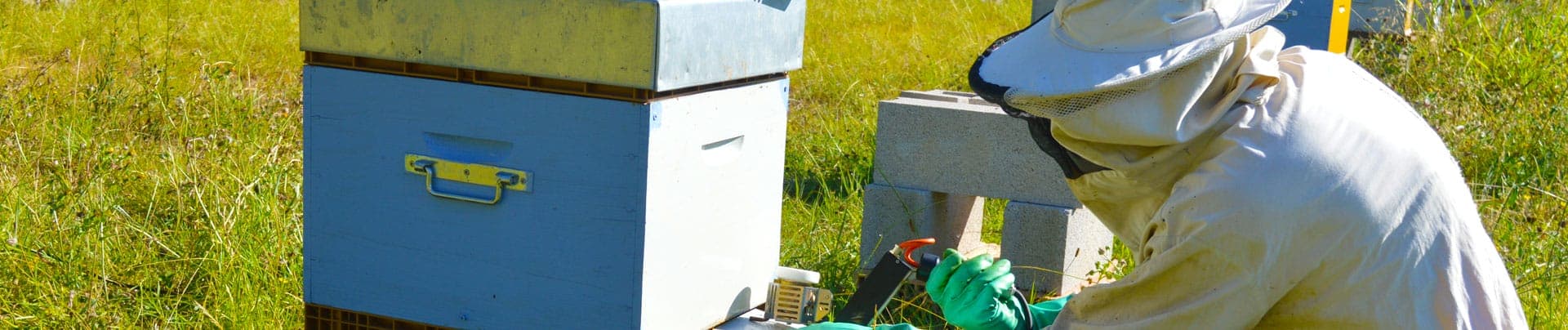 A beekeeper working at an open hive