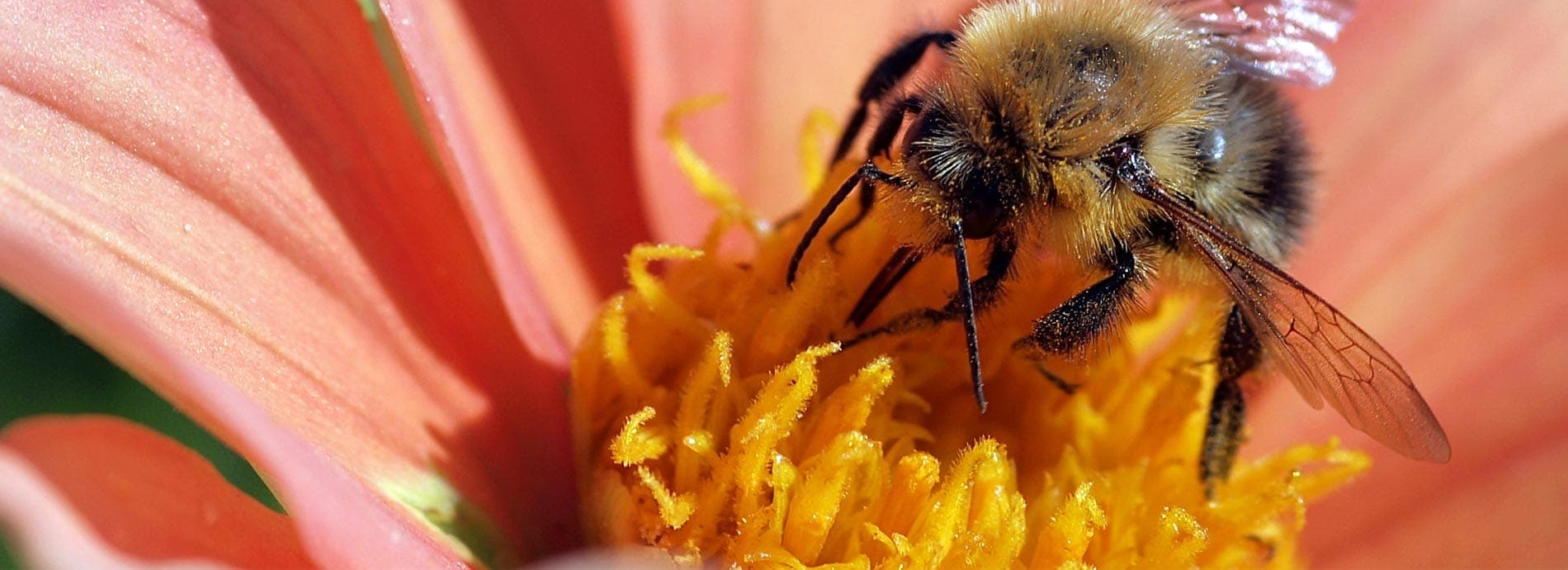 A bee gathering pollen on a coral dahlia