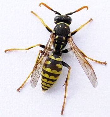 A shiny, skinny black and yellow paper wasp